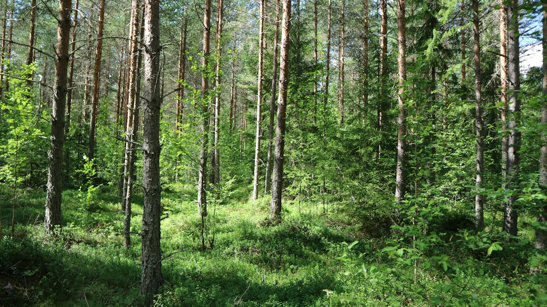 green files environmental project