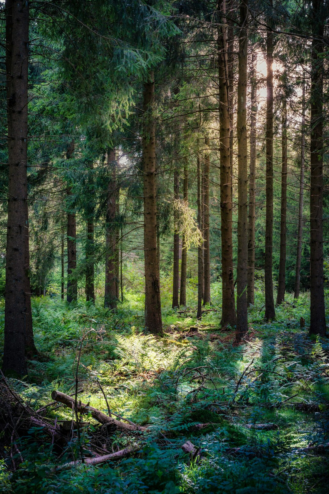 sustainable forest management