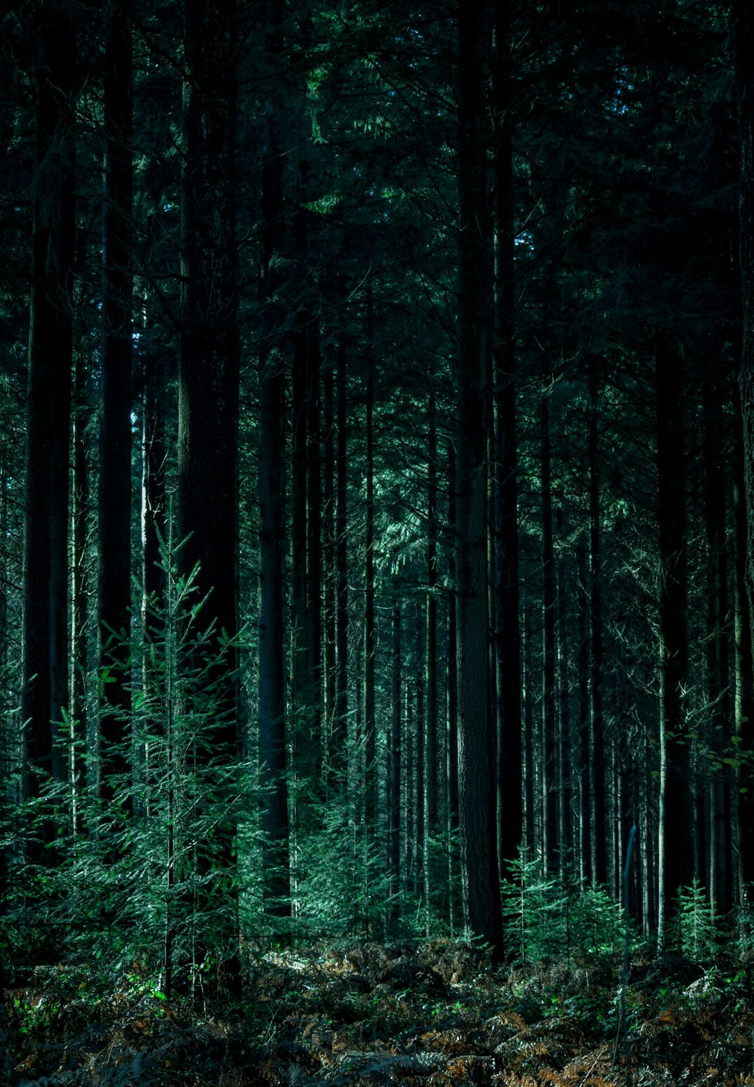 forest trees conservation